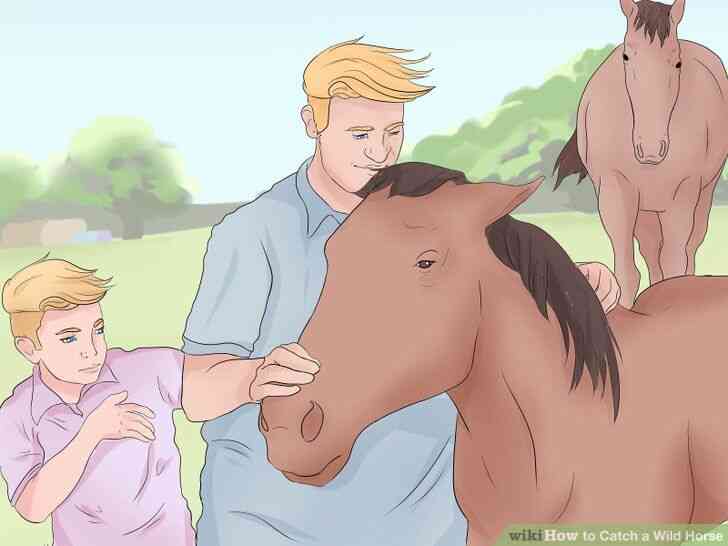 Image intitulée Attraper un Cheval Sauvage de l